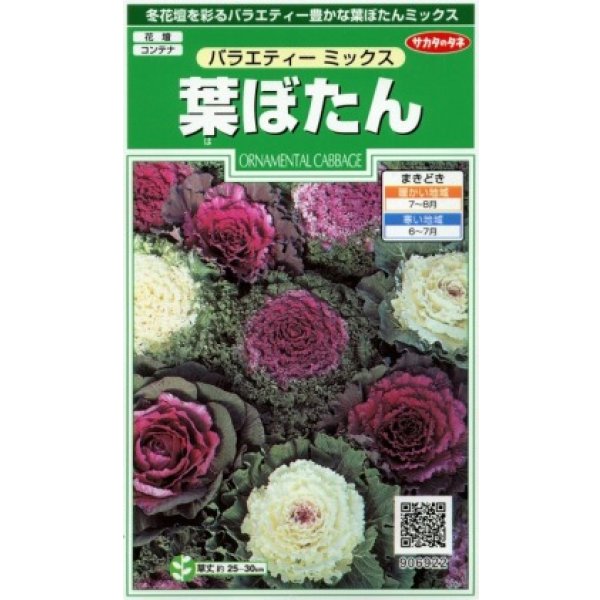 画像1: 送料無料　花の種　葉ぼたん　バラエティーミックス　約40粒　　(株)サカタのタネ　実咲250（026304） (1)