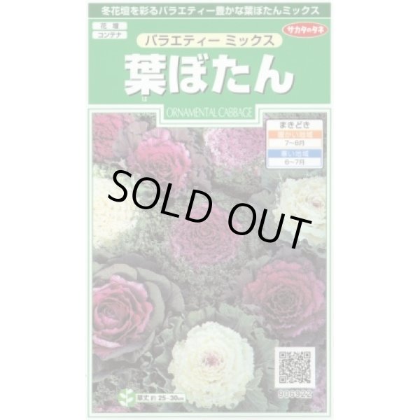 画像1: 花の種 　葉ぼたん　バラエティーミックス　約40粒　サカタのタネ（株）実咲250 (1)