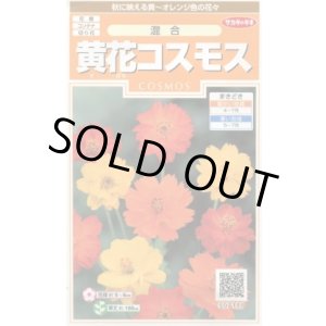 画像: 送料無料　花の種　黄花コスモス　約58粒　(株)サカタのタネ　実咲200（026330）