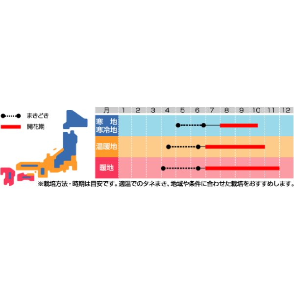 画像2: 花の種　羽毛けいとう　センチュリーミックス　約143粒　サカタのタネ（株）実咲250 (2)