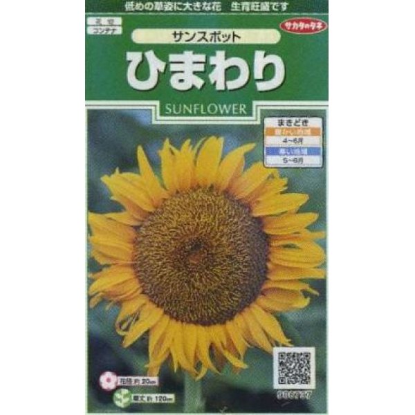 画像1: 花の種　ひまわり　サンスポット　約13粒　サカタのタネ（株）実咲250 (1)