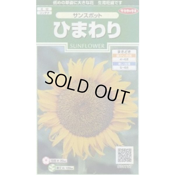 画像1: 花の種 ひまわり サンスポット 約13粒 (株)サカタのタネ 実咲250(026275) (1)