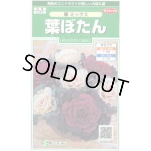 画像: 花の種 　葉ぼたん　華ミックス　約40粒　サカタのタネ（株）実咲250