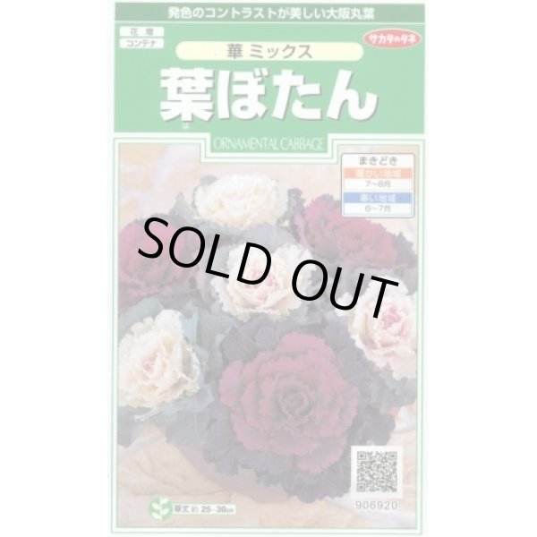 画像1: 花の種 　葉ぼたん　華ミックス　約40粒　サカタのタネ（株）実咲250 (1)