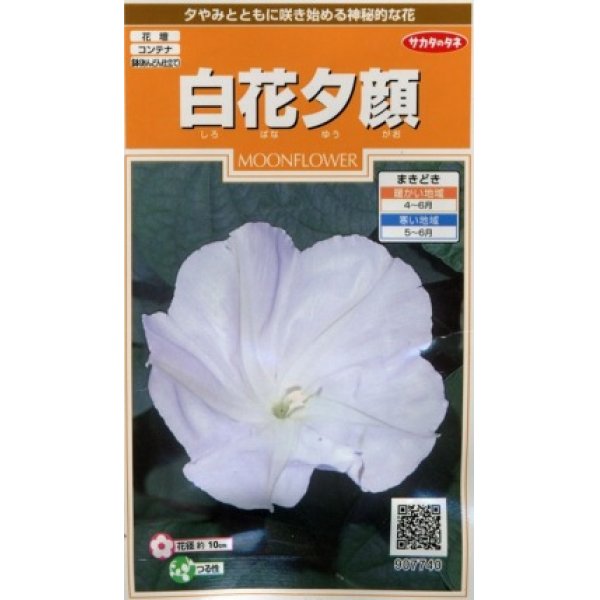 画像1: 花の種　白花夕顔　約9粒　サカタのタネ（株）実咲200 (1)