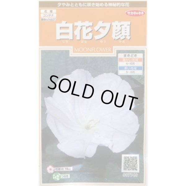 画像1: 送料無料　花の種　白花夕顔　約9粒　(株)サカタのタネ　実咲200（026367） (1)