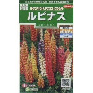 画像: 花の種　ルピナス　ラッセルミナレットミックス　約20粒　サカタのタネ（株）実咲250