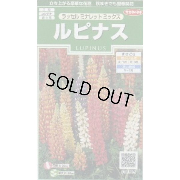 画像1: 送料無料　花の種　ルピナス　ラッセルミナレットミックス　約20粒　　(株)サカタのタネ　実咲250（026299） (1)