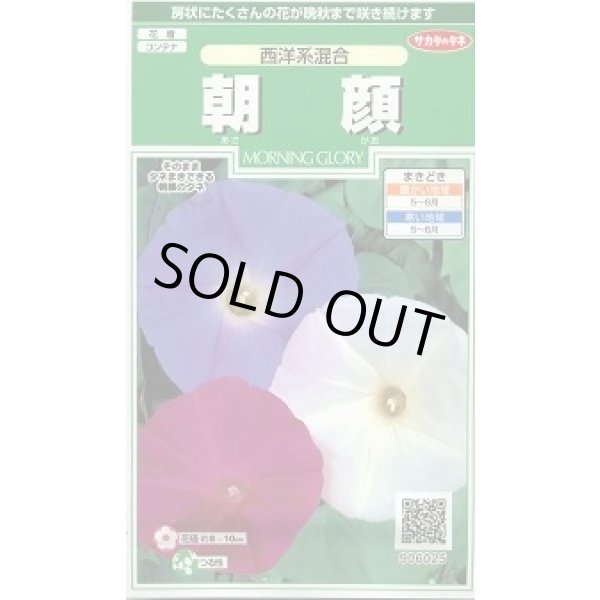 画像1: 送料無料　花の種　朝顔　西洋系混合　約14粒　(株)サカタのタネ　実咲250（026200） (1)