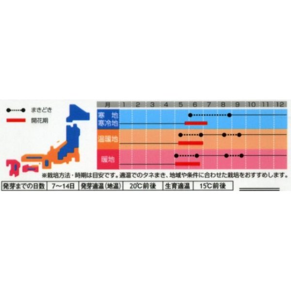 画像3: 花の種　カンパニュラ　メイミックス　約62粒　　サカタのタネ（株）実咲350 (3)