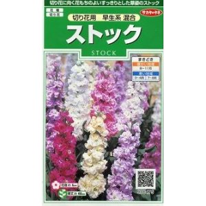 画像: 花の種 　ストック　切り花用　早生系混合　約36粒　サカタのタネ（株）実咲250