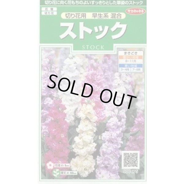 画像1: 送料無料　花の種　ストック　切り花用　早生系混合　約40粒　(株)サカタのタネ　実咲250（026252） (1)