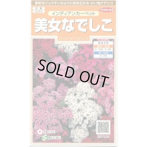 画像1: 送料無料　花の種　美女なでしこ　インディアンカーペット　約175粒　　(株)サカタのタネ　実咲200（026341） (1)