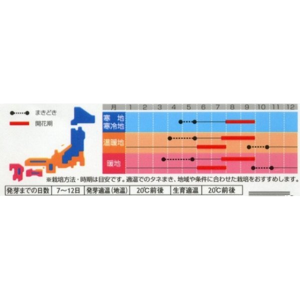 画像2: 花の種　マイクロアスター　ステラミックス　約75粒　　サカタのタネ（株）実咲350 (2)