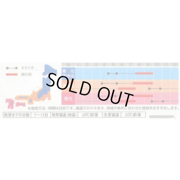 画像2: 送料無料　花の種　マイクロアスター　ステラミックス　約75粒　(株)サカタのタネ　　実咲350（026085） (2)