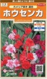 画像: 送料無料　花の種　ホウセンカ　カメリア咲き混合　約63粒　(株)サカタのタネ　実咲200（026356）