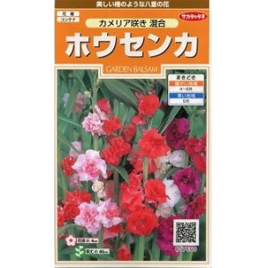 画像: 花の種　ホウセンカ　カメリア咲き混合　約63粒　サカタのタネ（株）実咲200