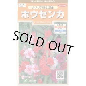 画像: 送料無料　花の種　ホウセンカ　カメリア咲き混合　約63粒　(株)サカタのタネ　実咲200（026356）