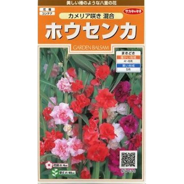 画像1: 花の種　ホウセンカ　カメリア咲き混合　約63粒　サカタのタネ（株）実咲200 (1)