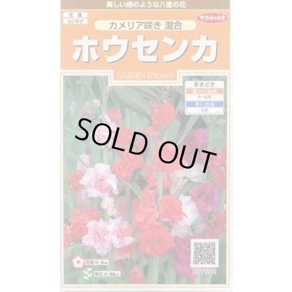 画像1: 送料無料　花の種　ホウセンカ　カメリア咲き混合　約63粒　(株)サカタのタネ　実咲200（026356） (1)