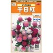 画像1: 花の種　千日紅　切り花用混合　約45粒　サカタのタネ（株）実咲200 (1)