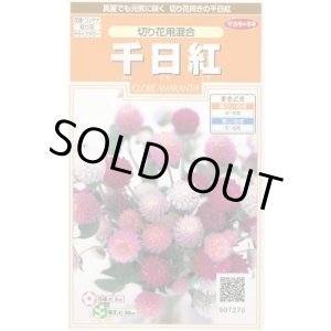 画像: 送料無料　花の種　千日紅　切り花用混合　約45粒　(株)サカタのタネ　実咲200（026339）