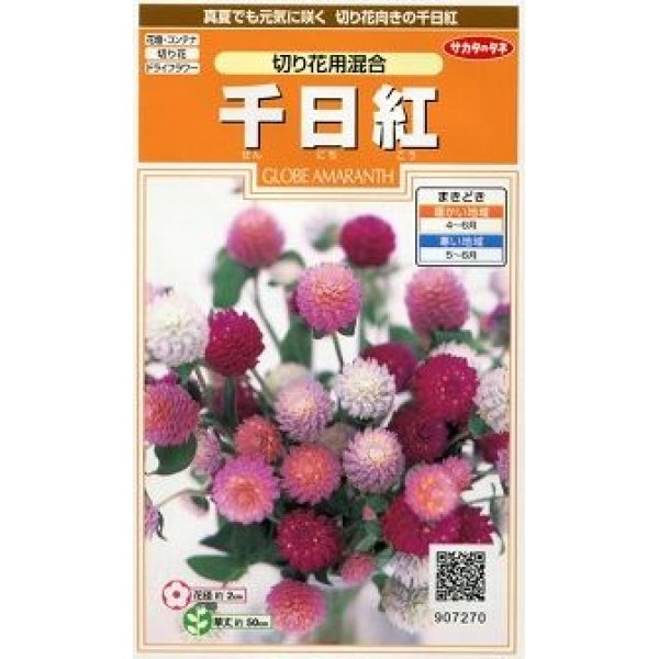 画像1: 花の種　千日紅　切り花用混合　約45粒　サカタのタネ（株）実咲200 (1)