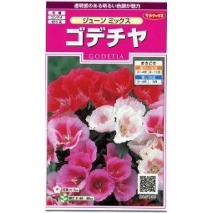 画像: 花の種　ゴデチャ　ジューンミックス　0.1ml　サカタのタネ（株）実咲350