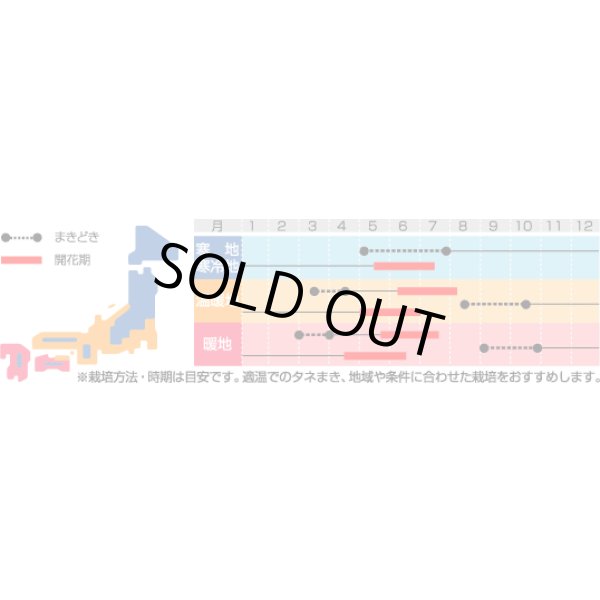 画像2: 送料無料　花の種　美女なでしこ　インディアンカーペット　約175粒　　(株)サカタのタネ　実咲200（026341） (2)