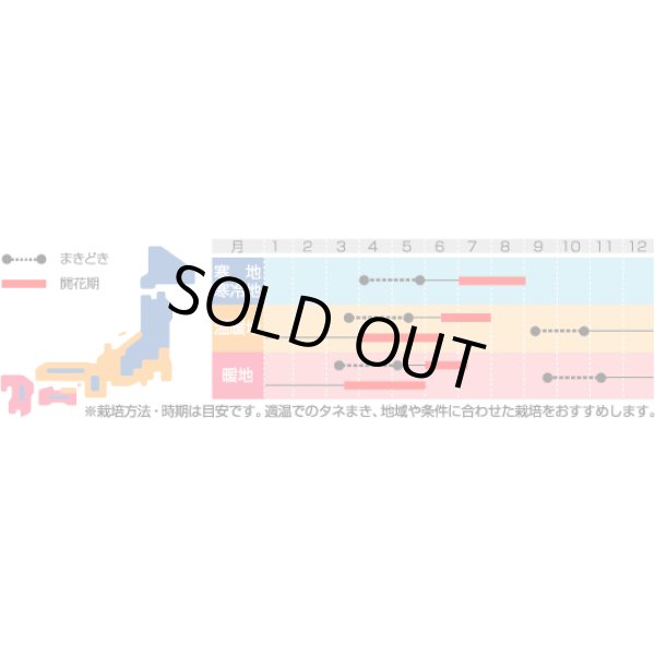 画像2: 送料無料　花の種　リビングストンデージー　美色混合　約286粒　（株）サカタのタネ　実咲200（026369） (2)