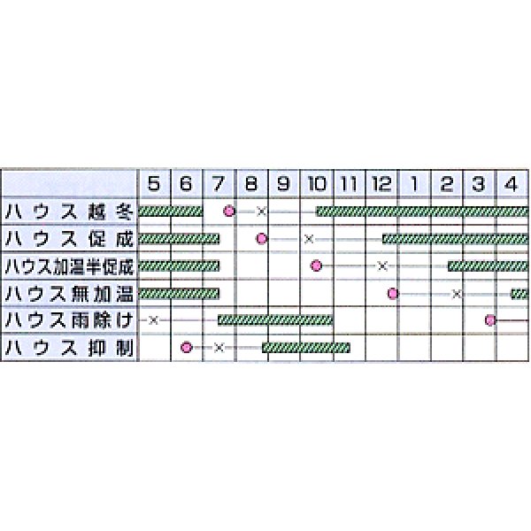 画像2: [トマト/ミニトマト]　送料無料！　イエローミミ　コート600粒　カネコ交配 (2)