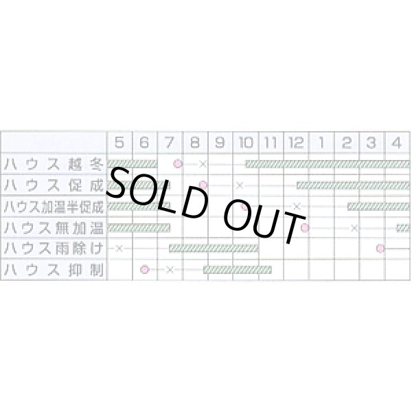 画像2: 送料無料　[トマト/ミニトマト]　イエローミミ　コート600粒　カネコ種苗（株） (2)