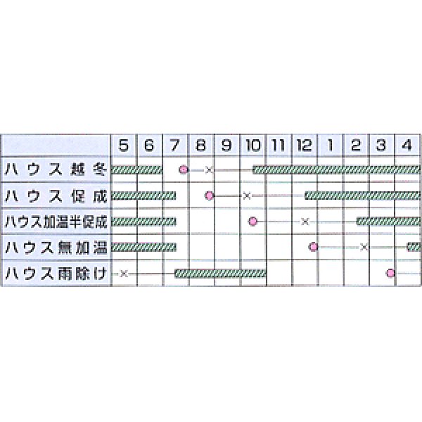 画像2: [トマト/中玉トマト]　送料無料！　レッドオーレ　コート600粒　カネコ交配 (2)