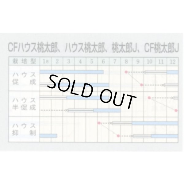 画像2: 送料無料　[トマト/桃太郎系]　ハウス桃太郎　1000粒　	2L　ペレット種子　タキイ種苗(株) (2)