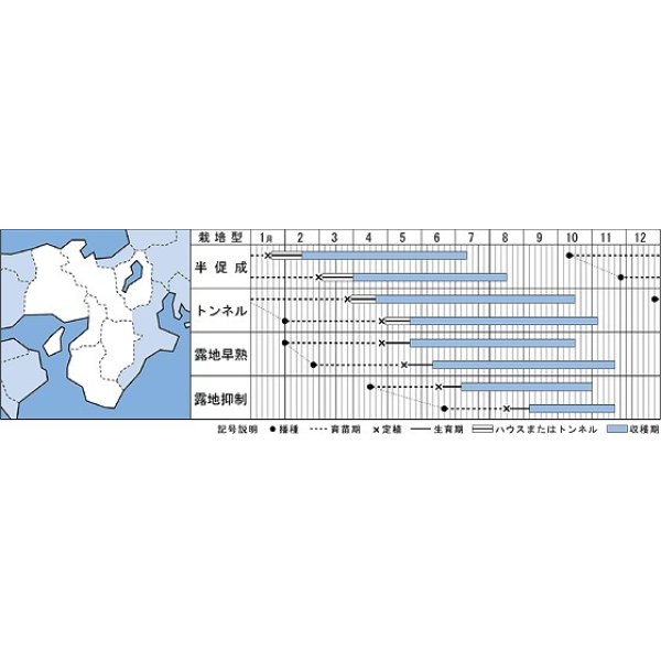 画像2: 送料無料　[なす]　とげなし千両二号　35粒　タキイ種苗(株)　DF (2)