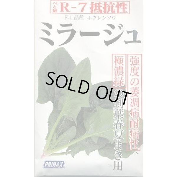 画像2: [シーダー種子]　ほうれんそう　ミラージュ　1粒×5cm間隔 (2)