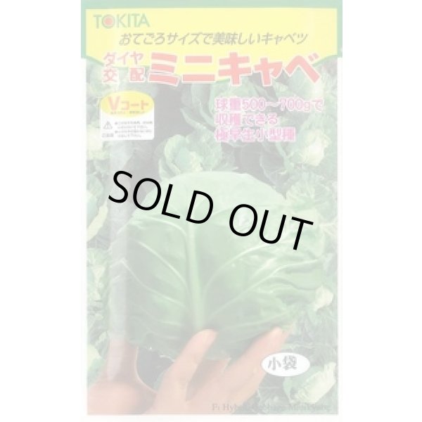 画像1: 送料無料　[キャベツ]　ミニキャベ　20ml　トキタ種苗(株) (1)