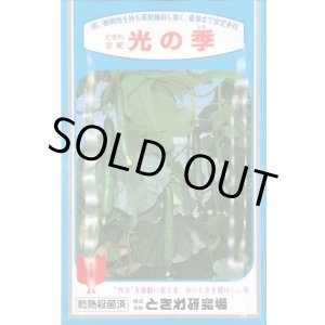 画像: [キュウリ]　光の季　350粒　ときわ研究場