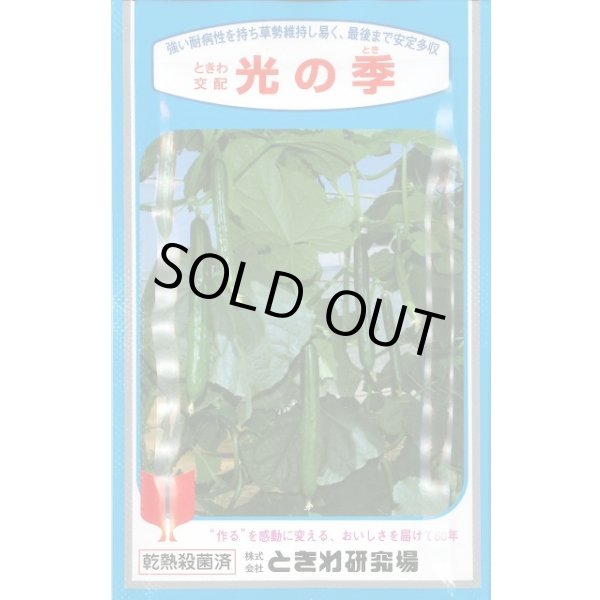 画像1: [キュウリ]　光の季　350粒　ときわ研究場 (1)