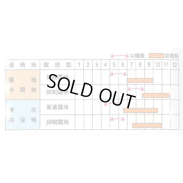 画像2: [キュウリ]　光の季　350粒　ときわ研究場 (2)
