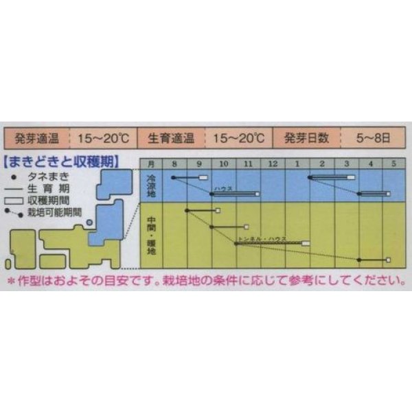画像3: [シーダー種子]　ほうれんそう　早生サラダあかり　1粒×5cm間隔 (3)