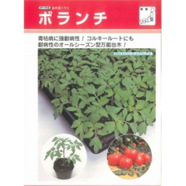 画像2: [台木/トマト用]　送料無料！　ボランチ　1000粒　タキイ種苗（株） (2)