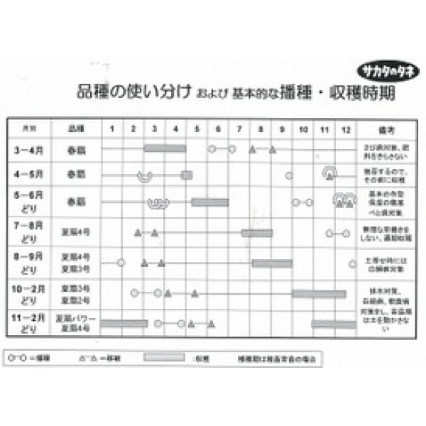 画像3: [ねぎ]　夏扇4号　約400粒　　（株）サカタのタネ　　実咲 (3)