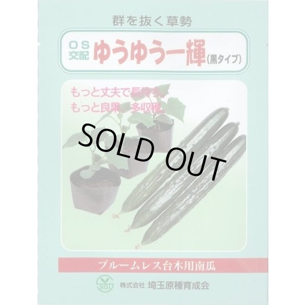 画像1: [台木/キュウリ用] ゆうゆう一輝(黒種) 20粒 （株）埼玉原種育成会 (1)
