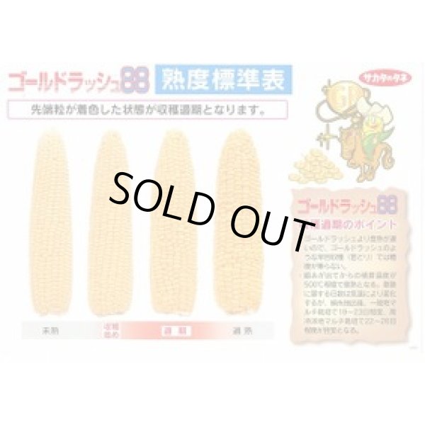 画像2: 送料無料[とうもろこし]　ゴールドラッシュ88　2000粒　(株)サカタのタネ (2)