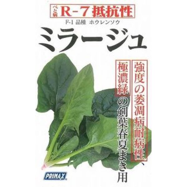 画像4: [ほうれんそう]　ミラージュ　約750粒　サカタのタネ（株）　実咲200 (4)