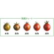 画像2: [トマト/ミニトマト]　ブラッディタイガー　8粒　パイオニアエコサイエ ンス (2)