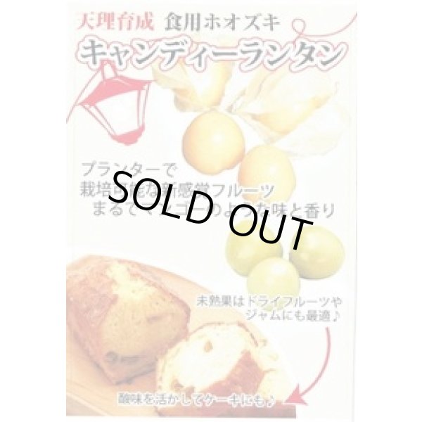 画像3: 送料無料　ホオズキ　キャンディーランタン　コート1000粒　（株）大和農園 (3)