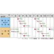 画像3: [ほうれんそう]　ミラージュ Mサイズ　3万粒 Mサイズ　サカタ交配　 (3)