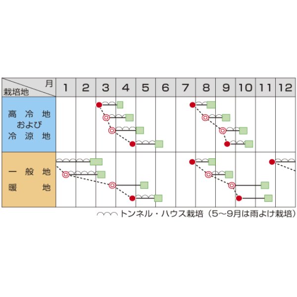 画像3: [ほうれんそう]　ミラージュ Lサイズ　2万粒　サカタ交配 (3)